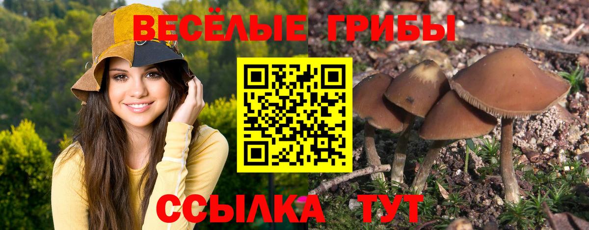 Валуйки  Псилоцибиновые грибы Cubensis  Вход с VPN  Галлюциногенные грибы Psilocybine cubensis 
